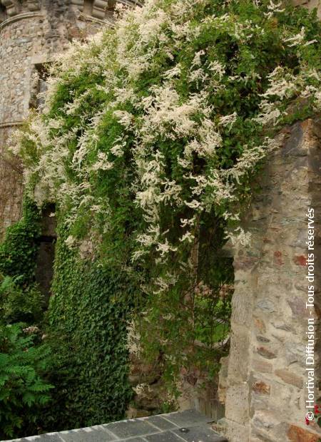 © Hortival Diffusion - Tous droits réservés