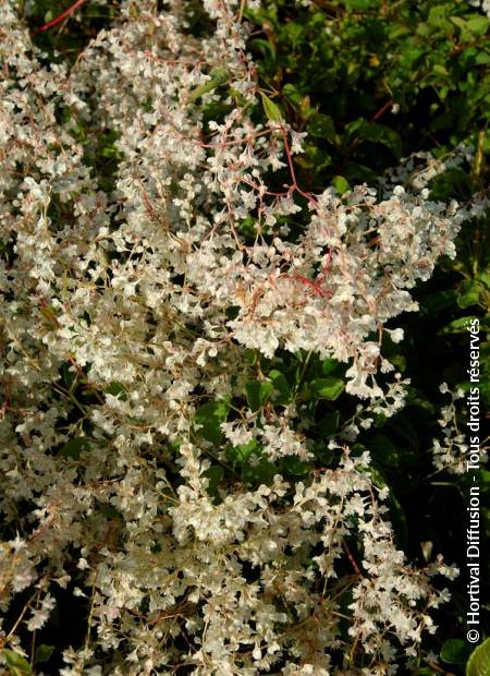 © Hortival Diffusion - Tous droits réservés