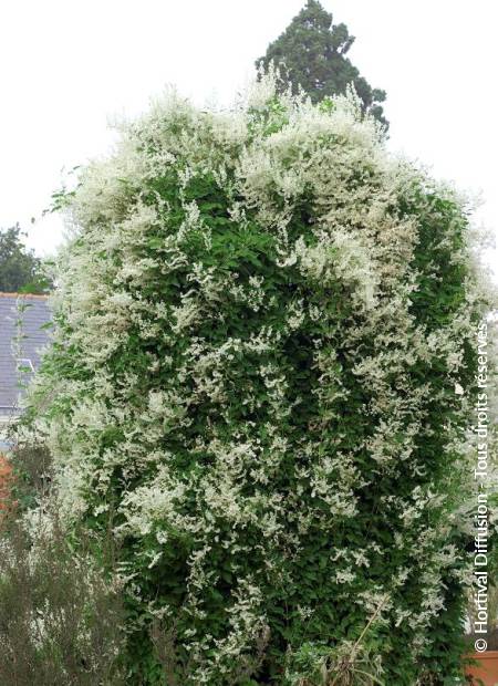 © Hortival Diffusion - Tous droits réservés