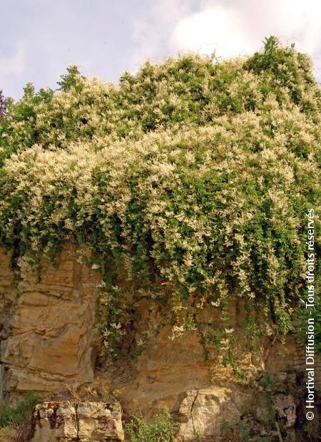 © Hortival Diffusion - Tous droits réservés