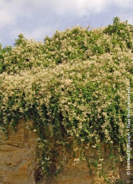 © Hortival Diffusion - Tous droits réservés