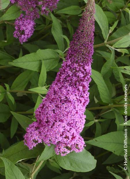 © Hortival Diffusion - Tous droits réservés