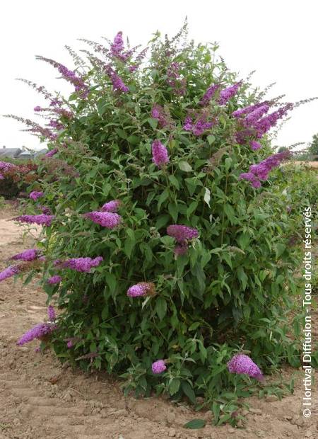 © Hortival Diffusion - Tous droits réservés