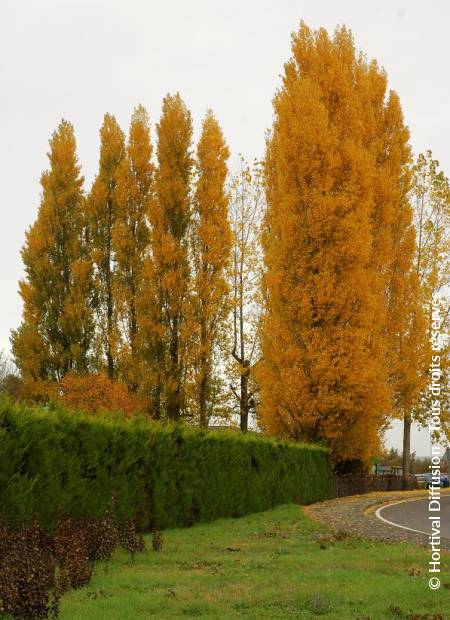 © Hortival Diffusion - Tous droits réservés