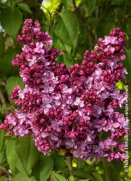 © Hortival Diffusion - Tous droits réservés