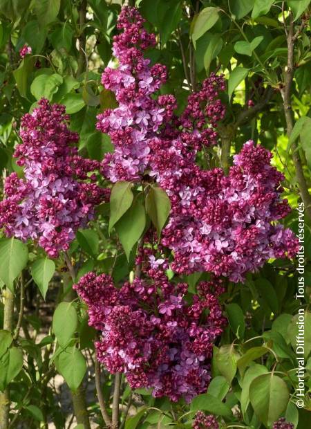 © Hortival Diffusion - Tous droits réservés