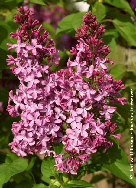 © Hortival Diffusion - Tous droits réservés