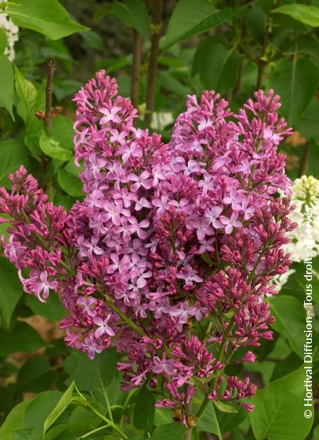 © Hortival Diffusion - Tous droits réservés