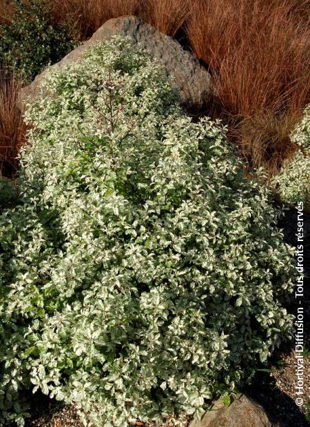 © Hortival Diffusion - Tous droits réservés