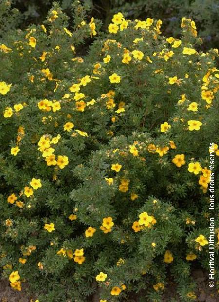 © Hortival Diffusion - Tous droits réservés