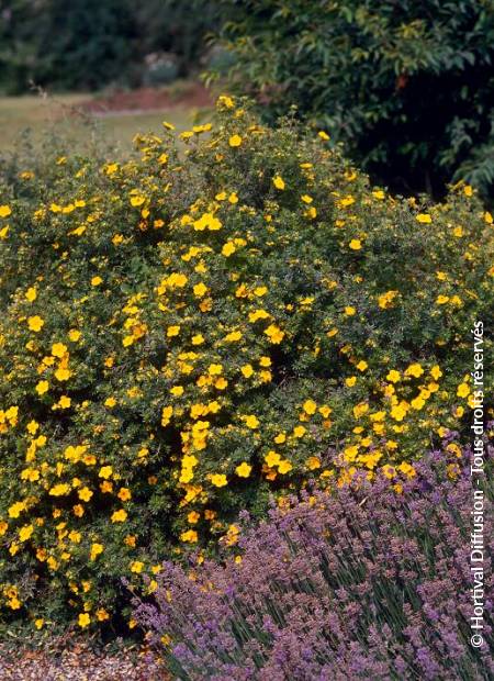 © Hortival Diffusion - Tous droits réservés