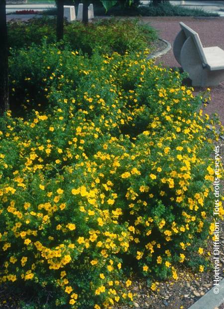 © Hortival Diffusion - Tous droits réservés