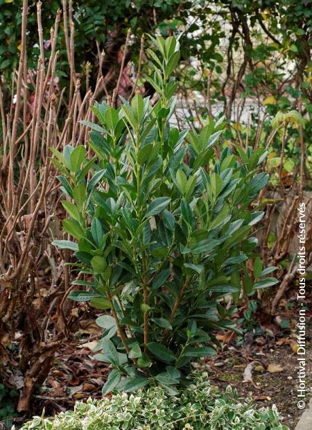 © Hortival Diffusion - Tous droits réservés