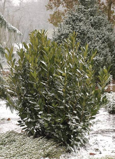 © Hortival Diffusion - Tous droits réservés