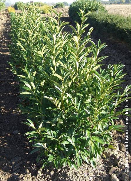 © Hortival Diffusion - Tous droits réservés