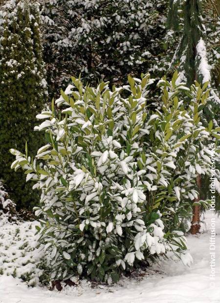 © Hortival Diffusion - Tous droits réservés