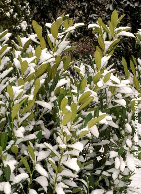 © Hortival Diffusion - Tous droits réservés