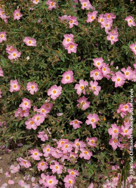 © Hortival Diffusion - Tous droits réservés