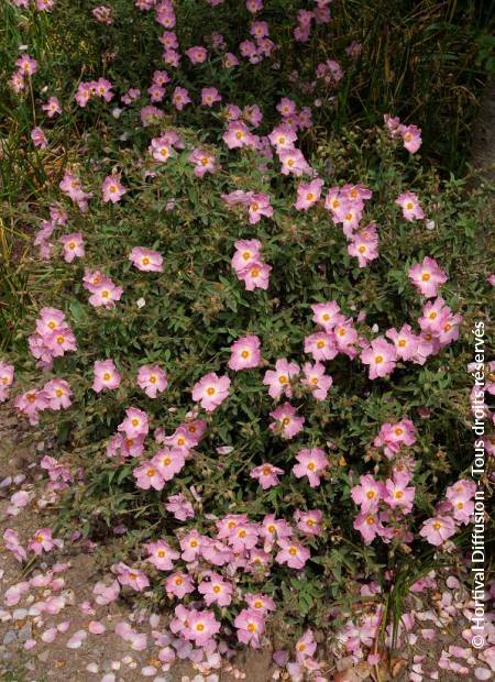 © Hortival Diffusion - Tous droits réservés