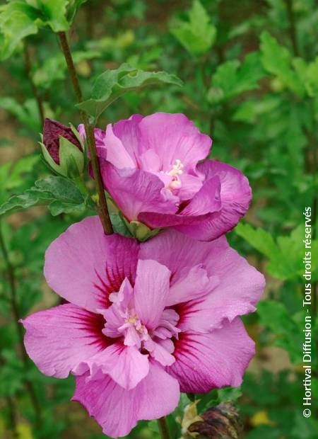 © Hortival Diffusion - Tous droits réservés