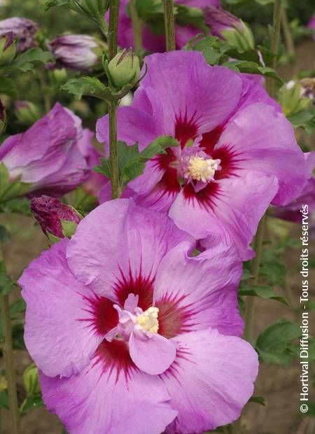 © Hortival Diffusion - Tous droits réservés