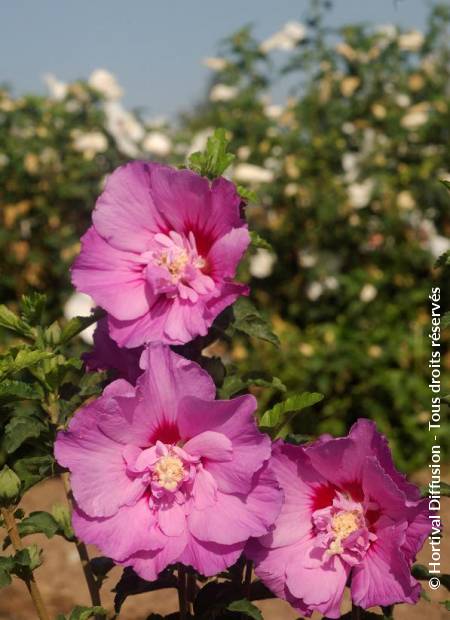 © Hortival Diffusion - Tous droits réservés