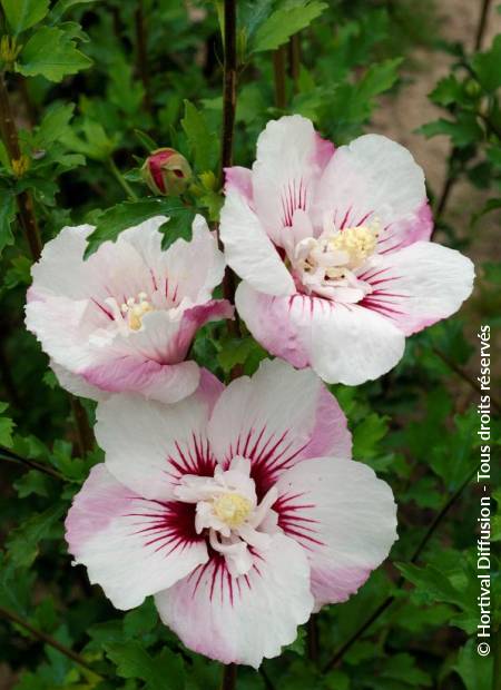 © Hortival Diffusion - Tous droits réservés