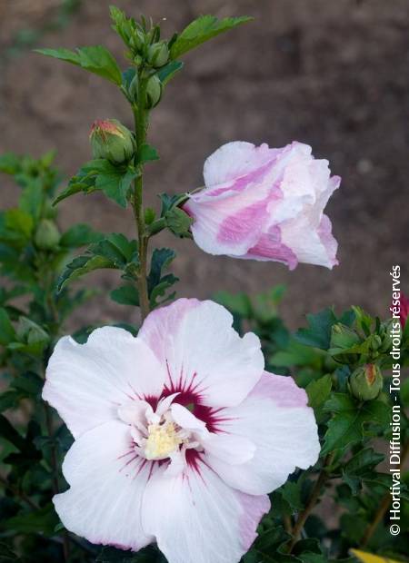 © Hortival Diffusion - Tous droits réservés