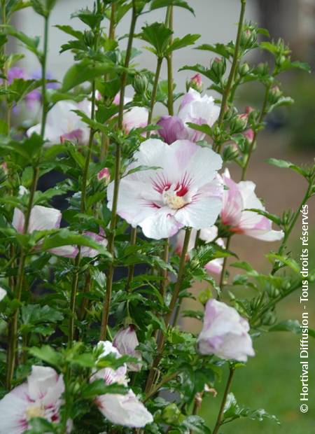 © Hortival Diffusion - Tous droits réservés