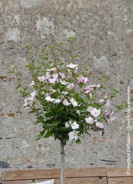 © Hortival Diffusion - Tous droits réservés
