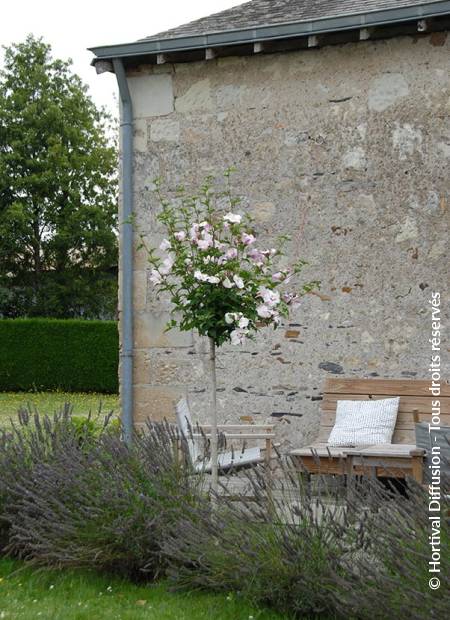 © Hortival Diffusion - Tous droits réservés