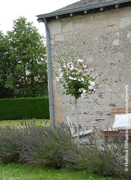 © Hortival Diffusion - Tous droits réservés