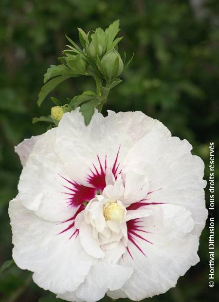 © Hortival Diffusion - Tous droits réservés