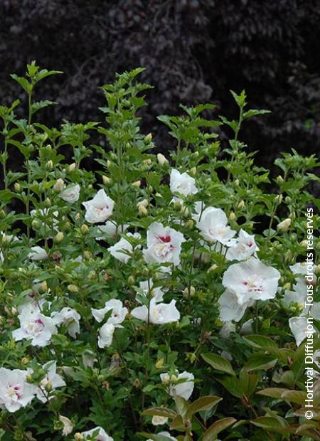 © Hortival Diffusion - Tous droits réservés