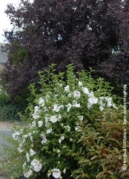 © Hortival Diffusion - Tous droits réservés