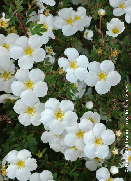 © Hortival Diffusion - Tous droits réservés