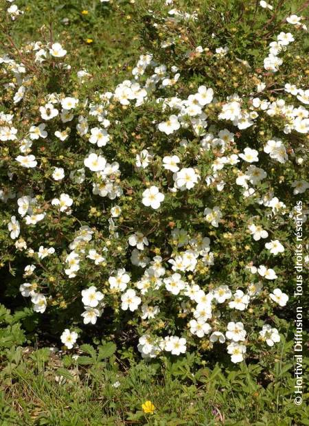 © Hortival Diffusion - Tous droits réservés