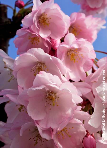 © Hortival Diffusion - Tous droits réservés