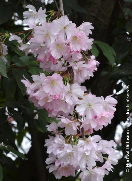 © Hortival Diffusion - Tous droits réservés