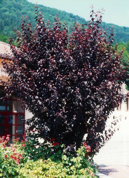 © Hortival Diffusion - Tous droits réservés