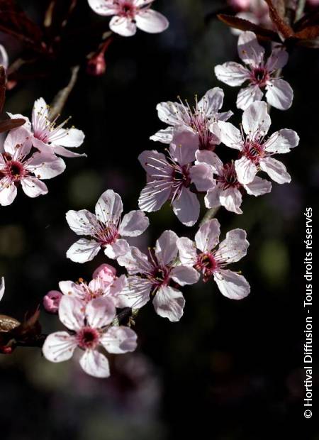 © Hortival Diffusion - Tous droits réservés