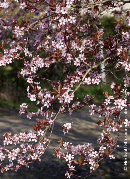 © Hortival Diffusion - Tous droits réservés