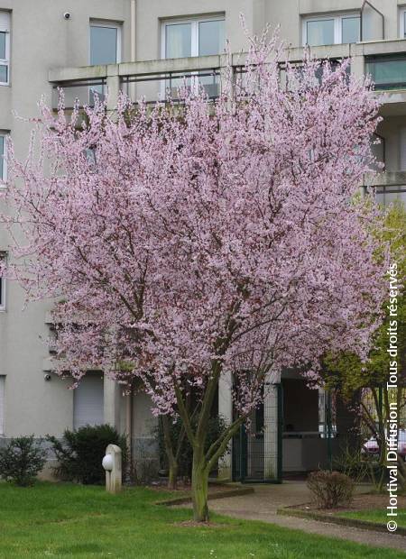 © Hortival Diffusion - Tous droits réservés