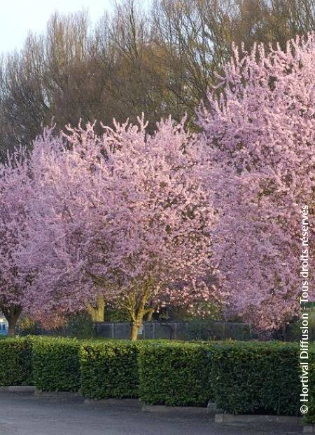 © Hortival Diffusion - Tous droits réservés