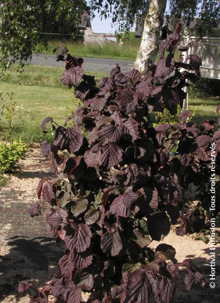 © Hortival Diffusion - Tous droits réservés