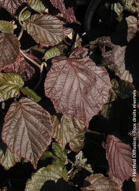 © Hortival Diffusion - Tous droits réservés