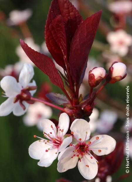 © Hortival Diffusion - Tous droits réservés