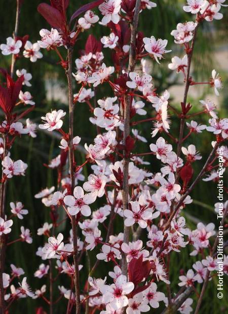 © Hortival Diffusion - Tous droits réservés