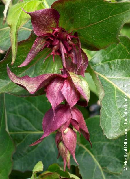 © Hortival Diffusion - Tous droits réservés