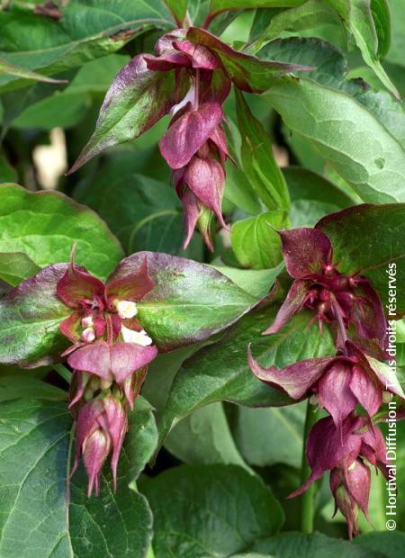 © Hortival Diffusion - Tous droits réservés